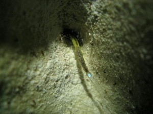 Glow worm à Waitomo
